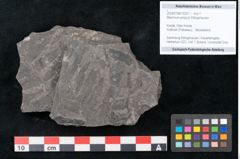 Foto (Objekt + Etikett) von Blechnum priscum Ettingshausen (NHMW-GEO-2024-0188-10207)